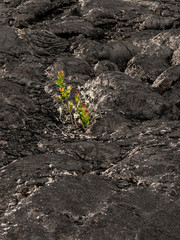 Lava lands around Mauna Kea, the Island of Hawaii 