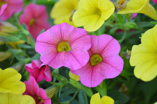 Calibrachoa Double