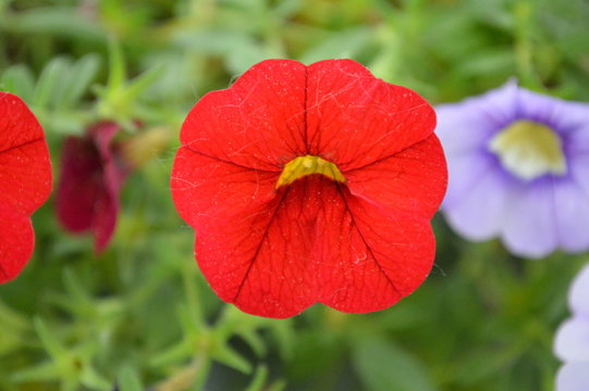 Calibrachoa Single Flower