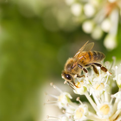 Bee collecting pollen on White flower with blurred green background photo