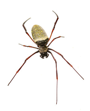 Image of batik golden web spider / Nephila antipodiana on white background. Insect Animal