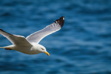 Herring Gull (Larus Argentatus) soaring over the ocean