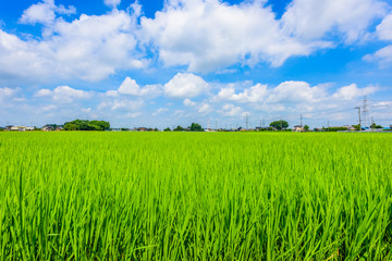 Fototapeta premium 田園風景