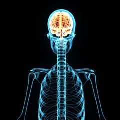 3d illustration of brain and skeleton anatomy