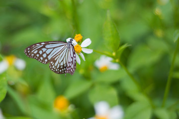 butterfly