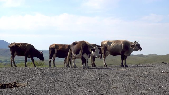 Several cows stand on the sky background.