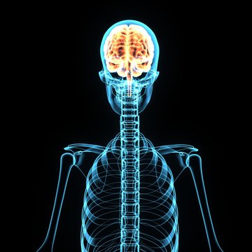 3d illustration of brain and skeleton anatomy