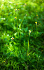 Small flowers and grass on sunny day.