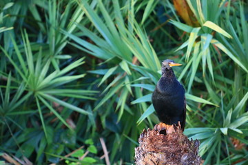 Anhinga