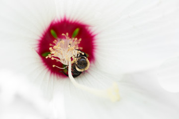 Bee and white hibiscus