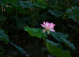 Lotus alone on the pond