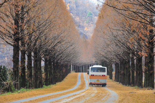 City bus running along a tree-lined street