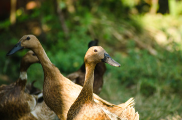 Photo duck with baground blur