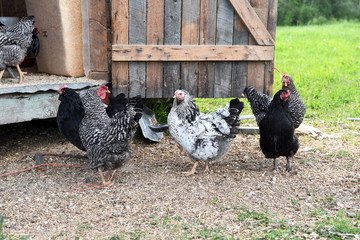 Black and White Free Range Chickens