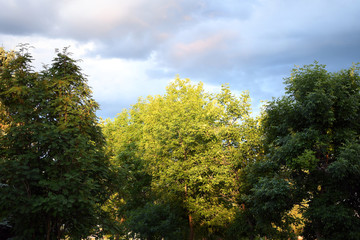 Fototapeta premium Stormy Sky and Tree Tops