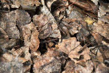 Dried Up Tree Leaves