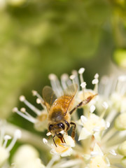 Bee collecting pollen on White flower with blurred green background photo