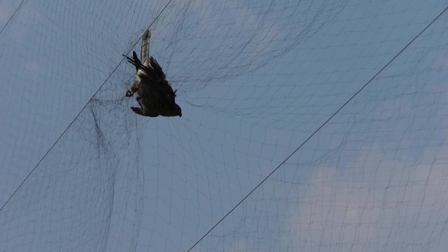 Bird trapped in net,struggling to die in blue sky like fail loser.destruction of ecological balance.