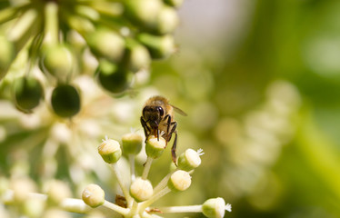 Bee collecting pollen on White flower with blurred green background photo