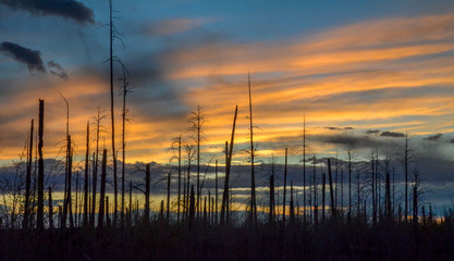 Orange sunset with burnt trees in foreground