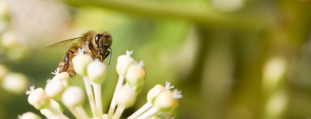 Bee collecting pollen on White flower with blurred green background photo