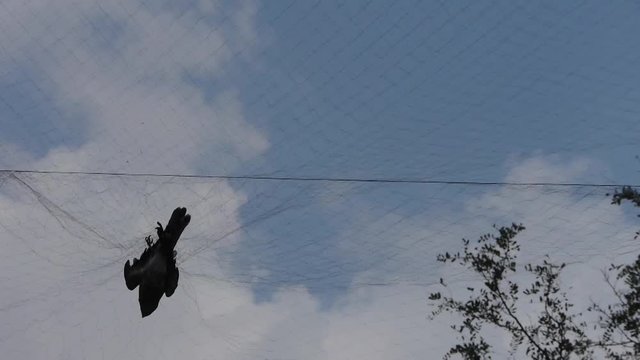 Bird trapped in net,struggling to die in blue sky like fail loser.Shaking leaves of tree canopy in wind.destruction of ecological balance..