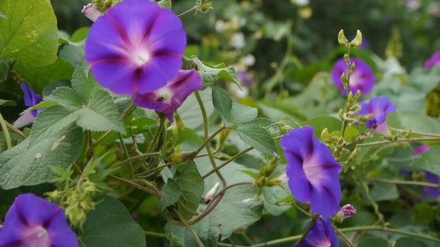 morning glory in lush wild leaves.agriculture farmland at rural.