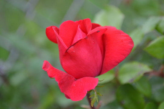 Red Rose Bloom