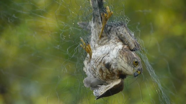 Bird trapped in net,struggling to die in green forest like fail loser.Shaking leaves of tree canopy in wind.destruction of ecological balance.