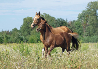 Akhal-teke mare with a foal on a meadow