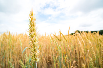Fototapeta premium A field of ripe wheat road and a blue sky with clouds. Panoramic view