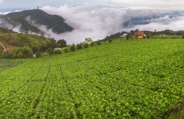 Fototapeta na wymiar Cabbage at Phu Tab Berk hill, Phetchabun province, Thailand.