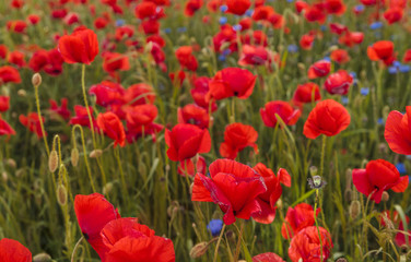 Composition of red poppies, herbs and wildflowers