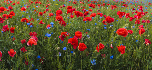 Fototapeta premium Composition of red poppies, herbs and wildflowers