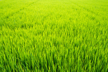 Green young rice fields background