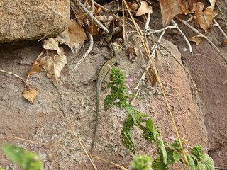 Weibliche Mauereidechse (Podarcis muralis brongniardii)
