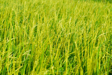 Paddy rice field background