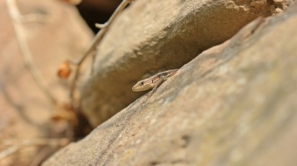 Weibliche Mauereidechse (Podarcis muralis brongniardii)
