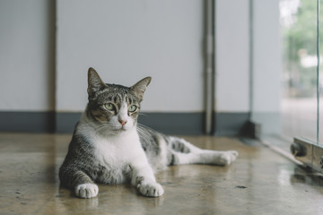  A Thai cat with gray and white color