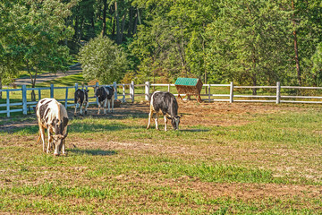 Young bulls in a pen for summer animals walking in   Mezhyhirye  near Kiev.