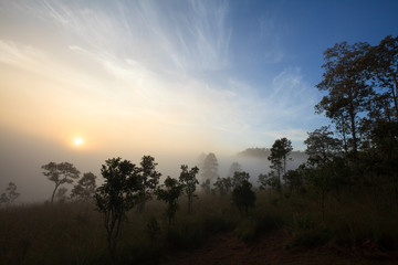 Fototapeta na wymiar Tree on meadow at sunrise and mist. Landscape beautiful sunrise