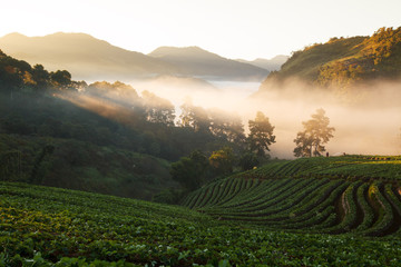 fog morning sunrise in strawberry garden at Doi Ang khang mountain, chiangmai thailand