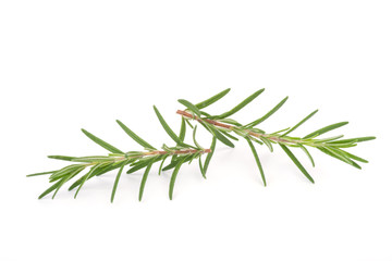 rosemary isolated on white background