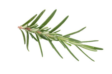 Fototapeta premium rozmaryn na białym tle