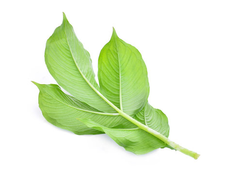 back of green leaf of amorphophallus paeoniifolius (dennst.) nicolson.elephant yam, stanley s water-tub, konjac isolated on white background