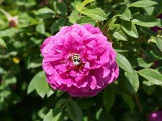 Bee on the huge lush rosehip flower at sunny day