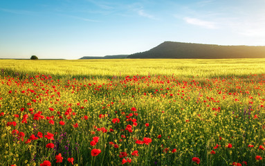 Spring flowers in field. Beautiful landscape. Composition of nature