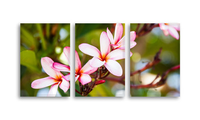 Frames set with pictures of Plumeria flowers blossom. Floral design, Interior decor mock up