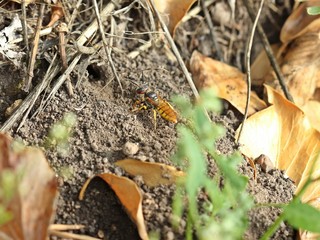 Bienenwolf (Philanthus triangulum)
