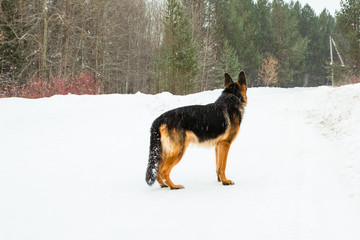 Dog german shepherd in a winter